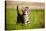 Tabby Kitten Outdoors Meowing-ots-photo-Stretched Canvas