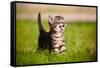 Tabby Kitten Outdoors Meowing-ots-photo-Framed Stretched Canvas