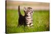 Tabby Kitten Outdoors Meowing-ots-photo-Stretched Canvas