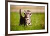 Tabby Kitten Outdoors Meowing-ots-photo-Framed Photographic Print