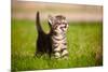 Tabby Kitten Outdoors Meowing-ots-photo-Mounted Photographic Print