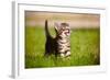 Tabby Kitten Outdoors Meowing-ots-photo-Framed Photographic Print