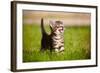 Tabby Kitten Outdoors Meowing-ots-photo-Framed Photographic Print