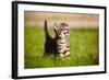 Tabby Kitten Outdoors Meowing-ots-photo-Framed Photographic Print