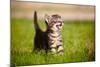 Tabby Kitten Outdoors Meowing-ots-photo-Mounted Photographic Print