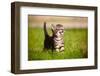 Tabby Kitten Outdoors Meowing-ots-photo-Framed Photographic Print