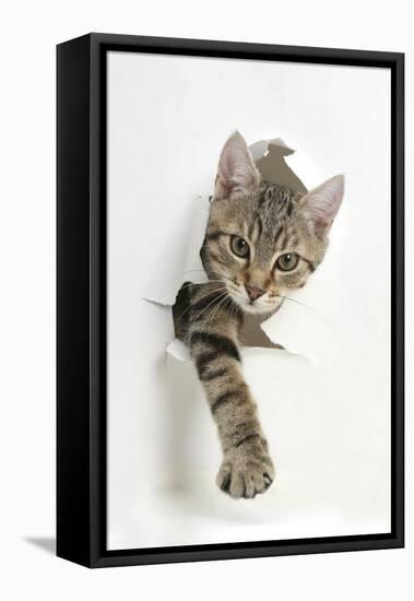 Tabby Kitten, Stanley, 4 Months Old, Breaking Through Paper-Mark Taylor-Framed Stretched Canvas