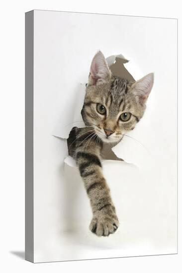 Tabby Kitten, Stanley, 4 Months Old, Breaking Through Paper-Mark Taylor-Stretched Canvas