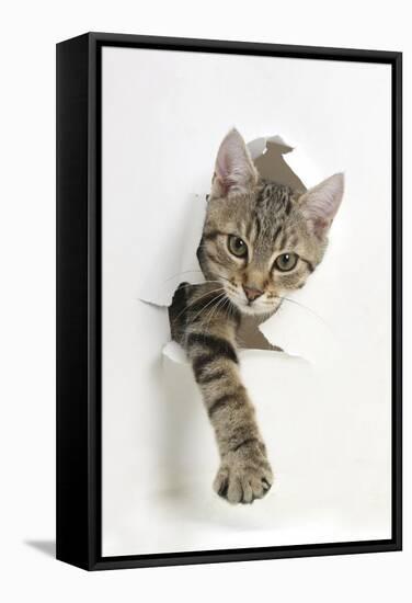 Tabby Kitten, Stanley, 4 Months Old, Breaking Through Paper-Mark Taylor-Framed Stretched Canvas