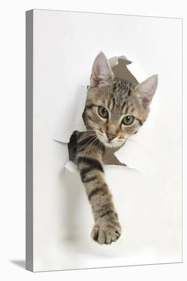 Tabby Kitten, Stanley, 4 Months Old, Breaking Through Paper-Mark Taylor-Stretched Canvas