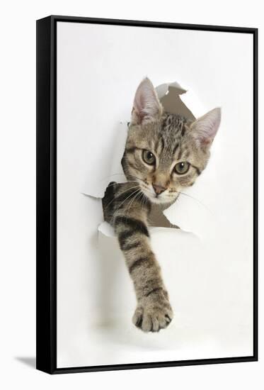 Tabby Kitten, Stanley, 4 Months Old, Breaking Through Paper-Mark Taylor-Framed Stretched Canvas