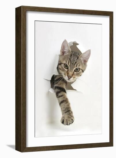 Tabby Kitten, Stanley, 4 Months Old, Breaking Through Paper-Mark Taylor-Framed Premium Photographic Print