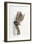 Tabby Kitten, Stanley, 4 Months Old, Breaking Through Paper-Mark Taylor-Framed Premium Photographic Print