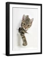 Tabby Kitten, Stanley, 4 Months Old, Breaking Through Paper-Mark Taylor-Framed Premium Photographic Print