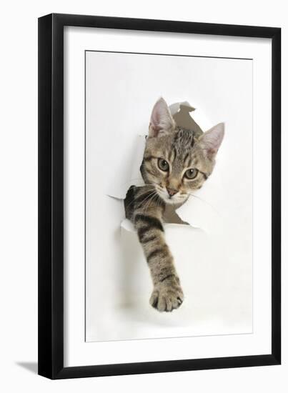 Tabby Kitten, Stanley, 4 Months Old, Breaking Through Paper-Mark Taylor-Framed Premium Photographic Print