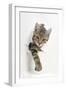 Tabby Kitten, Stanley, 4 Months Old, Breaking Through Paper-Mark Taylor-Framed Premium Photographic Print
