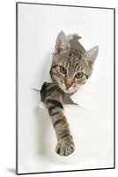 Tabby Kitten, Stanley, 4 Months Old, Breaking Through Paper-Mark Taylor-Mounted Premium Photographic Print