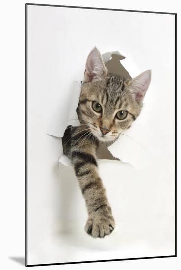 Tabby Kitten, Stanley, 4 Months Old, Breaking Through Paper-Mark Taylor-Mounted Premium Photographic Print