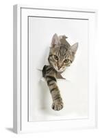 Tabby Kitten, Stanley, 4 Months Old, Breaking Through Paper-Mark Taylor-Framed Premium Photographic Print