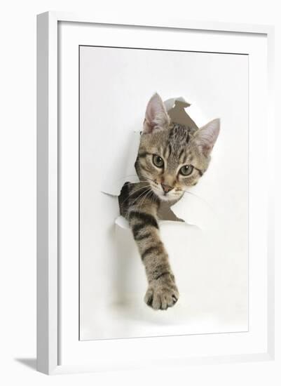 Tabby Kitten, Stanley, 4 Months Old, Breaking Through Paper-Mark Taylor-Framed Premium Photographic Print