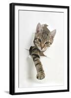 Tabby Kitten, Stanley, 4 Months Old, Breaking Through Paper-Mark Taylor-Framed Premium Photographic Print