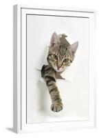 Tabby Kitten, Stanley, 4 Months Old, Breaking Through Paper-Mark Taylor-Framed Premium Photographic Print