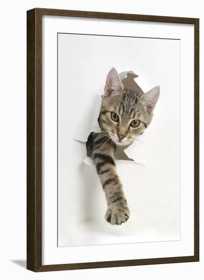 Tabby Kitten, Stanley, 4 Months Old, Breaking Through Paper-Mark Taylor-Framed Premium Photographic Print