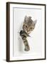 Tabby Kitten, Stanley, 4 Months Old, Breaking Through Paper-Mark Taylor-Framed Premium Photographic Print