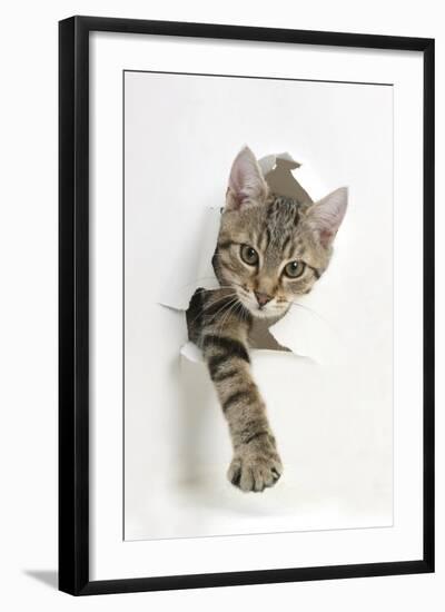 Tabby Kitten, Stanley, 4 Months Old, Breaking Through Paper-Mark Taylor-Framed Premium Photographic Print