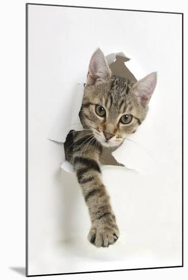 Tabby Kitten, Stanley, 4 Months Old, Breaking Through Paper-Mark Taylor-Mounted Premium Photographic Print