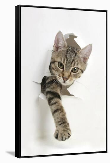 Tabby Kitten, Stanley, 4 Months Old, Breaking Through Paper-Mark Taylor-Framed Stretched Canvas