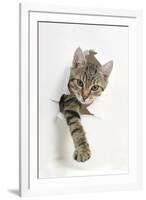 Tabby Kitten, Stanley, 4 Months Old, Breaking Through Paper-Mark Taylor-Framed Photographic Print