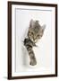 Tabby Kitten, Stanley, 4 Months Old, Breaking Through Paper-Mark Taylor-Framed Photographic Print