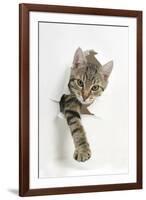 Tabby Kitten, Stanley, 4 Months Old, Breaking Through Paper-Mark Taylor-Framed Photographic Print