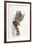 Tabby Kitten, Stanley, 4 Months Old, Breaking Through Paper-Mark Taylor-Framed Photographic Print