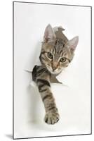 Tabby Kitten, Stanley, 4 Months Old, Breaking Through Paper-Mark Taylor-Mounted Photographic Print