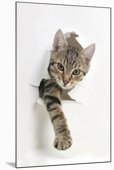 Tabby Kitten, Stanley, 4 Months Old, Breaking Through Paper-Mark Taylor-Mounted Photographic Print