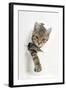 Tabby Kitten, Stanley, 4 Months Old, Breaking Through Paper-Mark Taylor-Framed Photographic Print