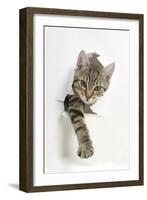 Tabby Kitten, Stanley, 4 Months Old, Breaking Through Paper-Mark Taylor-Framed Photographic Print