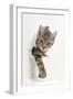 Tabby Kitten, Stanley, 4 Months Old, Breaking Through Paper-Mark Taylor-Framed Photographic Print