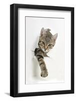 Tabby Kitten, Stanley, 4 Months Old, Breaking Through Paper-Mark Taylor-Framed Photographic Print