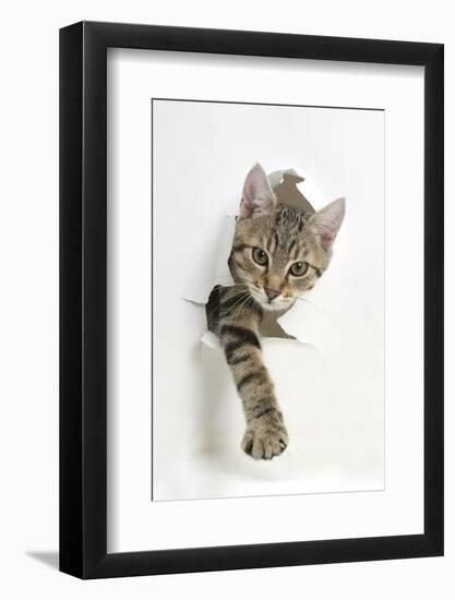 Tabby Kitten, Stanley, 4 Months Old, Breaking Through Paper-Mark Taylor-Framed Photographic Print