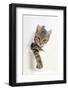 Tabby Kitten, Stanley, 4 Months Old, Breaking Through Paper-Mark Taylor-Framed Photographic Print