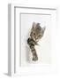 Tabby Kitten, Stanley, 4 Months Old, Breaking Through Paper-Mark Taylor-Framed Photographic Print