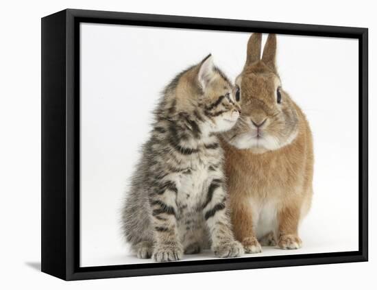 Tabby Kitten, Stanley, 5 Weeks, Eye to Eye with Netherland Dwarf Cross Rabbit, Peter-Mark Taylor-Framed Stretched Canvas