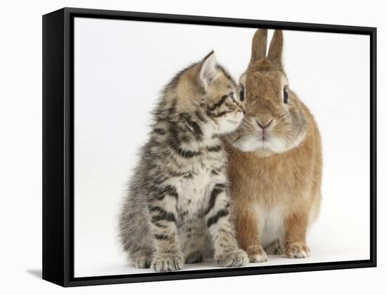 Tabby Kitten, Stanley, 5 Weeks, Eye to Eye with Netherland Dwarf Cross Rabbit, Peter-Mark Taylor-Framed Stretched Canvas