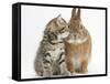Tabby Kitten, Stanley, 5 Weeks, Eye to Eye with Netherland Dwarf Cross Rabbit, Peter-Mark Taylor-Framed Stretched Canvas