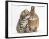 Tabby Kitten, Stanley, 5 Weeks, Eye to Eye with Netherland Dwarf Cross Rabbit, Peter-Mark Taylor-Framed Photographic Print