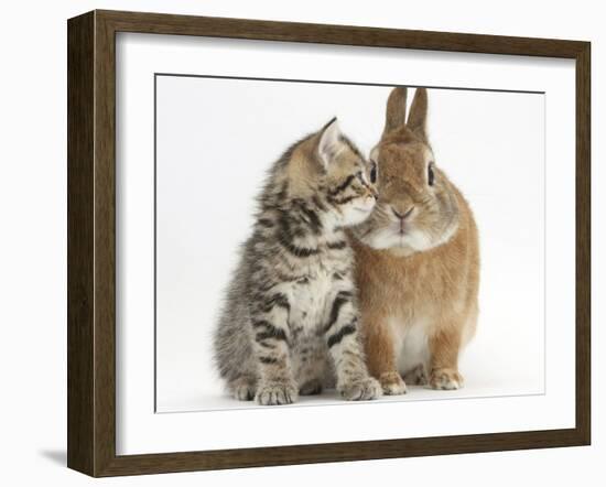 Tabby Kitten, Stanley, 5 Weeks, Eye to Eye with Netherland Dwarf Cross Rabbit, Peter-Mark Taylor-Framed Photographic Print