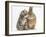 Tabby Kitten, Stanley, 5 Weeks, Eye to Eye with Netherland Dwarf Cross Rabbit, Peter-Mark Taylor-Framed Photographic Print